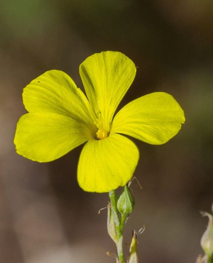 Title image for Shedding light on a cross-pollination supergene