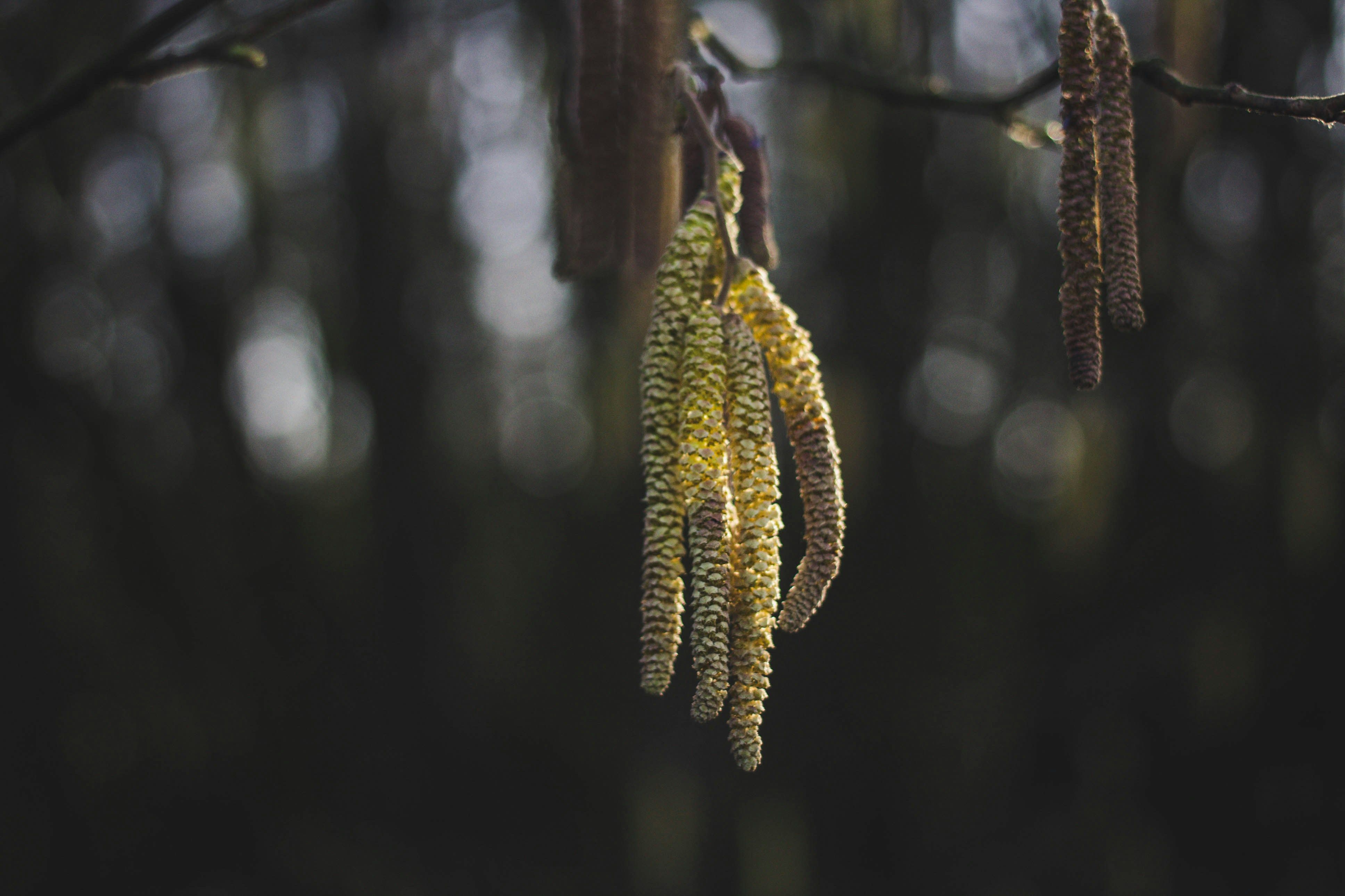 Title image for NBIS makes data about pollen accessible
