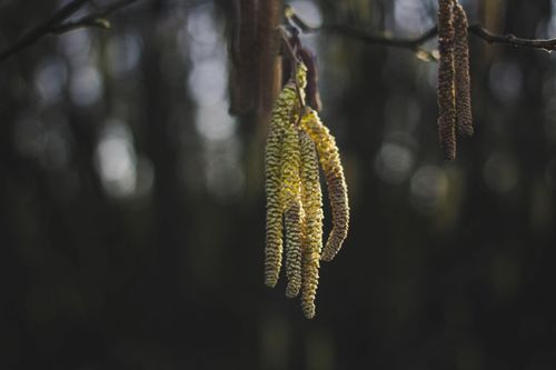 NBIS makes data about pollen accessible