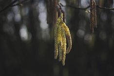 NBIS makes data about pollen accessible image